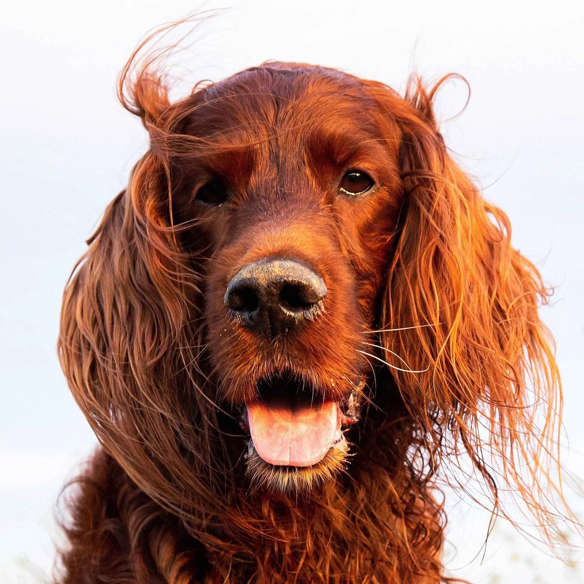Your pets photo