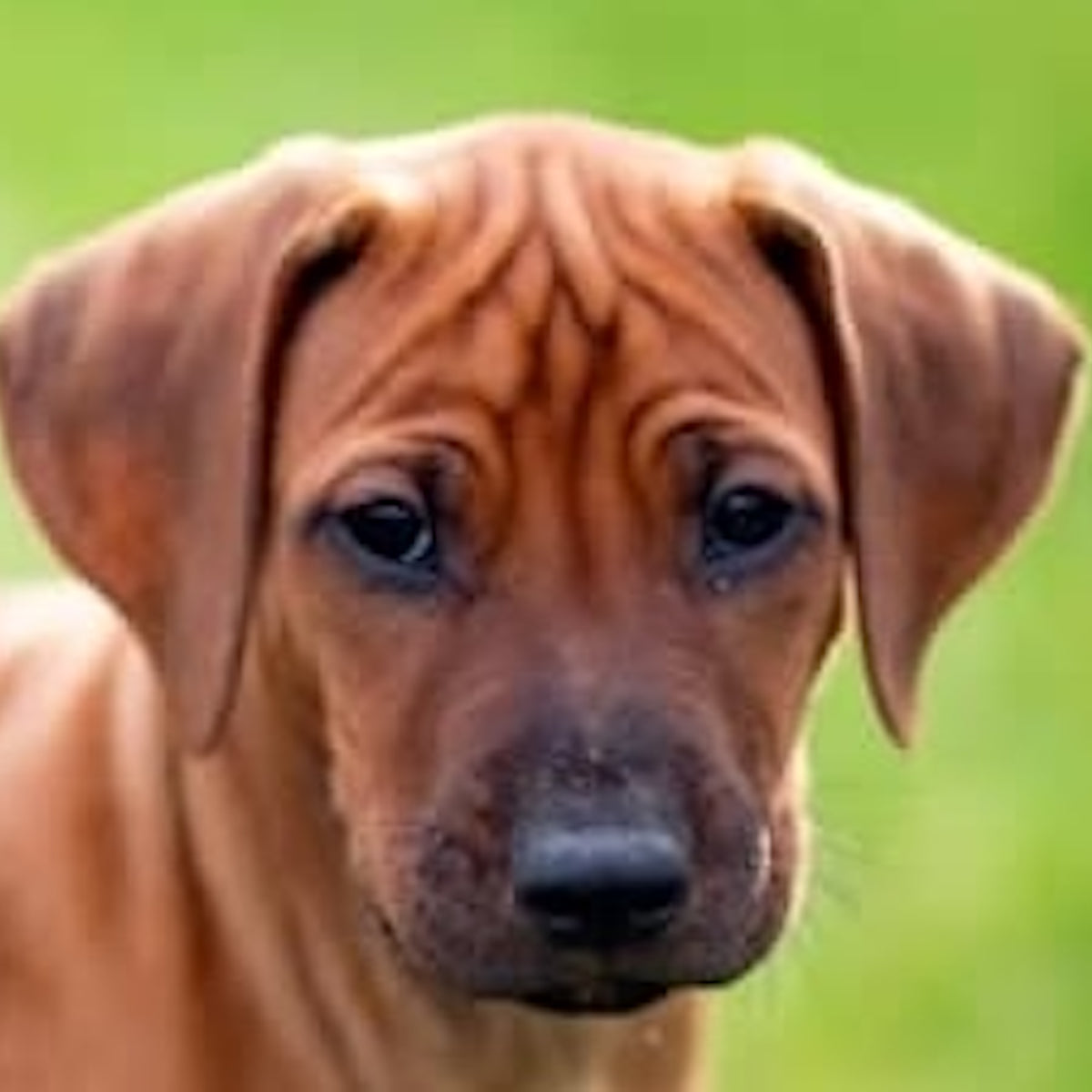 Your pets photo